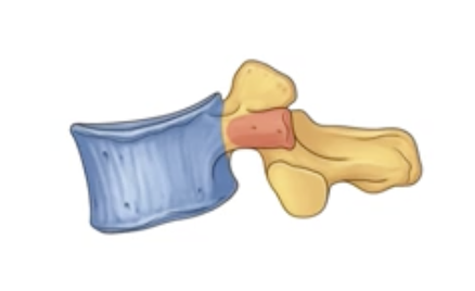 <p>inferior articular process (x2) </p>