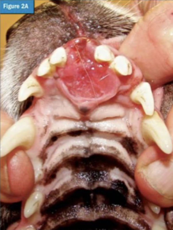 <p>What is an uncommon canine autoimmune inflammatory disorder affecting the gingival, oral mucosa, and underlying alveolar bone that includes the complement system inhibition with C5a as important in pathogenesis, and clinically has gingival lesions that can be multifocal, bruised, and erythematous in appearance, expansile, and friable?</p>