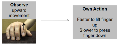 <p>faster responses when compatibiity between observed and executed movements</p><ul><li><p>known as ‘automatic imitation’</p></li></ul><p></p>