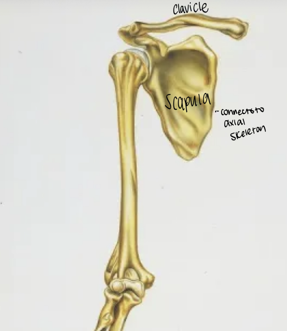 <p>Pectoral Girdle <u>Homologus Structure?</u></p><p>scapula &amp; clavicle</p>
