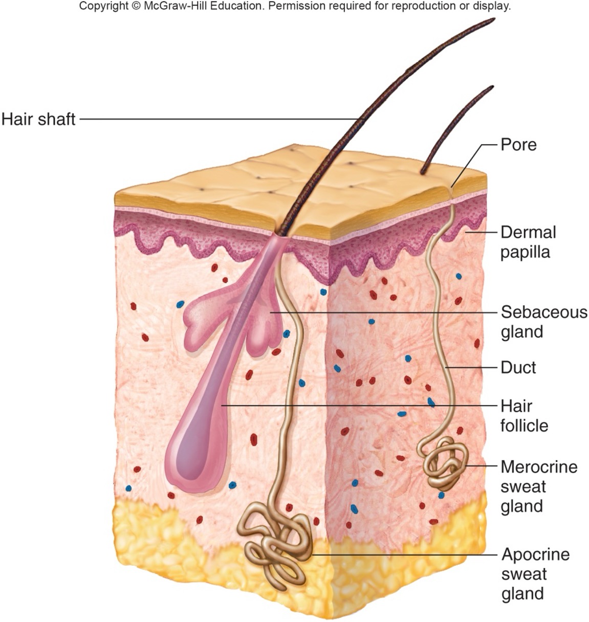 <p>most numerous sweat gland that opens to a pore in the epidermis</p><ul><li><p>responds to elevated body temperature by producing sweat to regulate and maintain homeostasis</p></li><li><p>abundant on forehead, neck, back</p></li></ul><p></p>