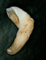 <p>what is this</p>