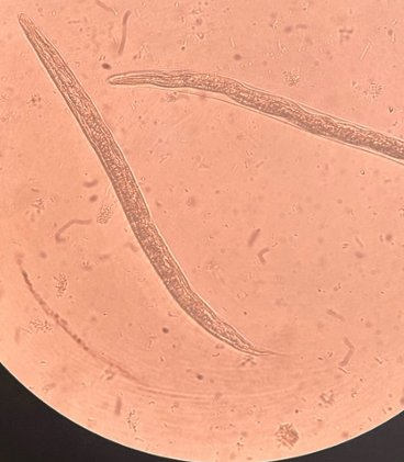 <p>přežvýkavci</p>