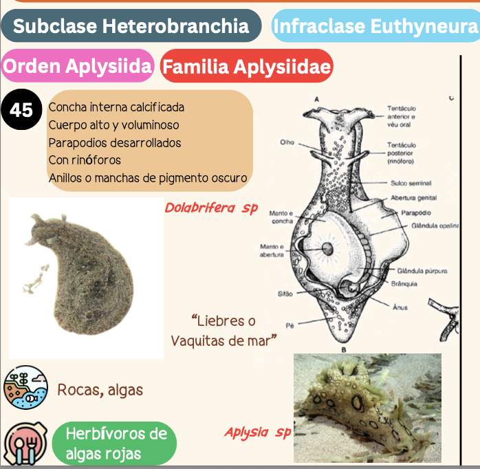 <p><strong>FILO </strong>Mollusca<strong><br>CLASE </strong>Gastropoda<br><strong>SUBCLASE </strong>Heterobranchia<br><strong>INFRACLASE </strong>Euthyneura<br><strong>ORDEN </strong>Aplysiida<br><strong>FAMILIA </strong>Aplysiidae<br><strong>GÉNERO </strong><em><u>Aplysia sp</u></em><strong><br>CARACTERÍSTICAS </strong><br><strong>RÁDULA </strong>Raquiglosa<strong><br>ALIMENTACIÓN </strong>Herbívoros de algas rojas<strong><br>HÁBITAT </strong>Rocas, algas</p>