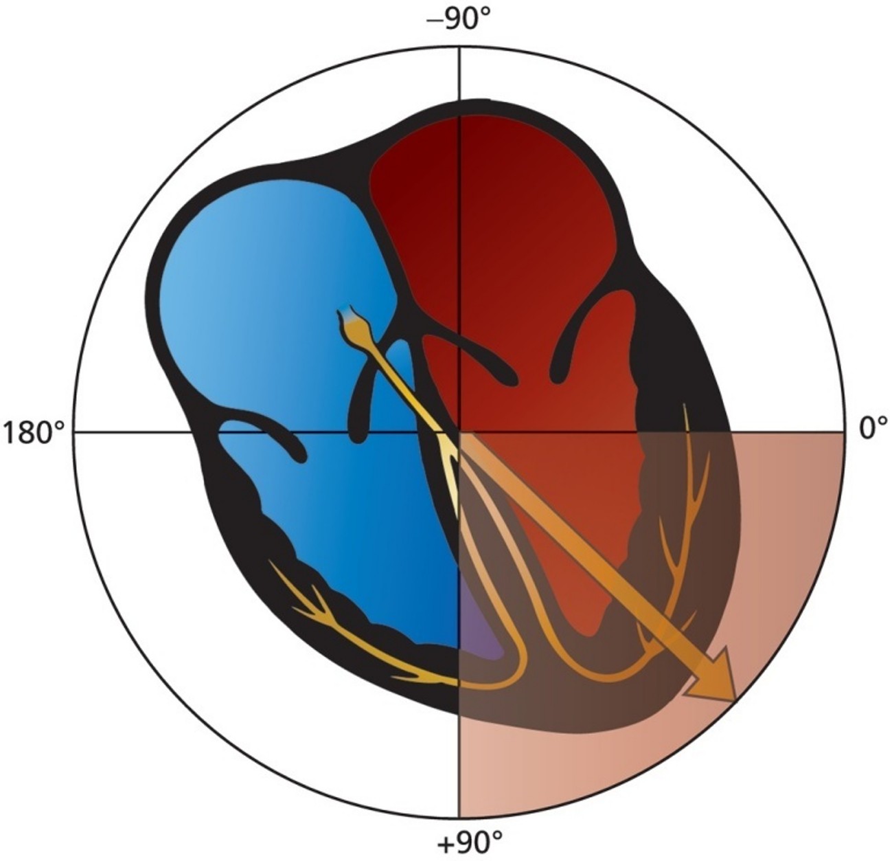 <p>Normal</p>