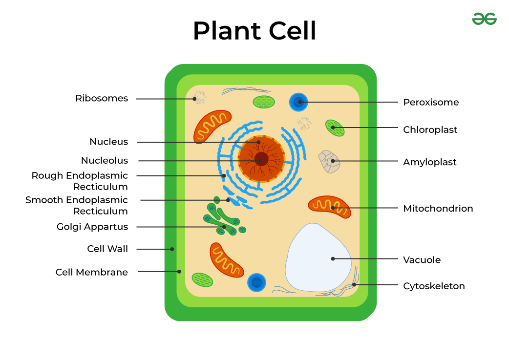 <p>Plant cells</p>