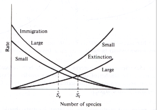 <p>Explains species richness based on area and isolation</p><p><span style="font-size: calc(var(--scale-factor)*22.34px);">expected number of species l</span><span style="font-size: calc(var(--scale-factor)*22.37px);">ies at the intersection of the </span><span style="font-size: calc(var(--scale-factor)*22.34px);">colonisation and extinction </span><span style="font-size: calc(var(--scale-factor)*22.37px);">curves\</span></p><p><span style="font-size: calc(var(--scale-factor)*22.37px);">larger island will have greater rates of immigration as animal will be likely to see it/hit it</span></p><p><span style="font-size: calc(var(--scale-factor)*22.37px);">large island= more people but less genetic diversity and stochastic events</span></p>