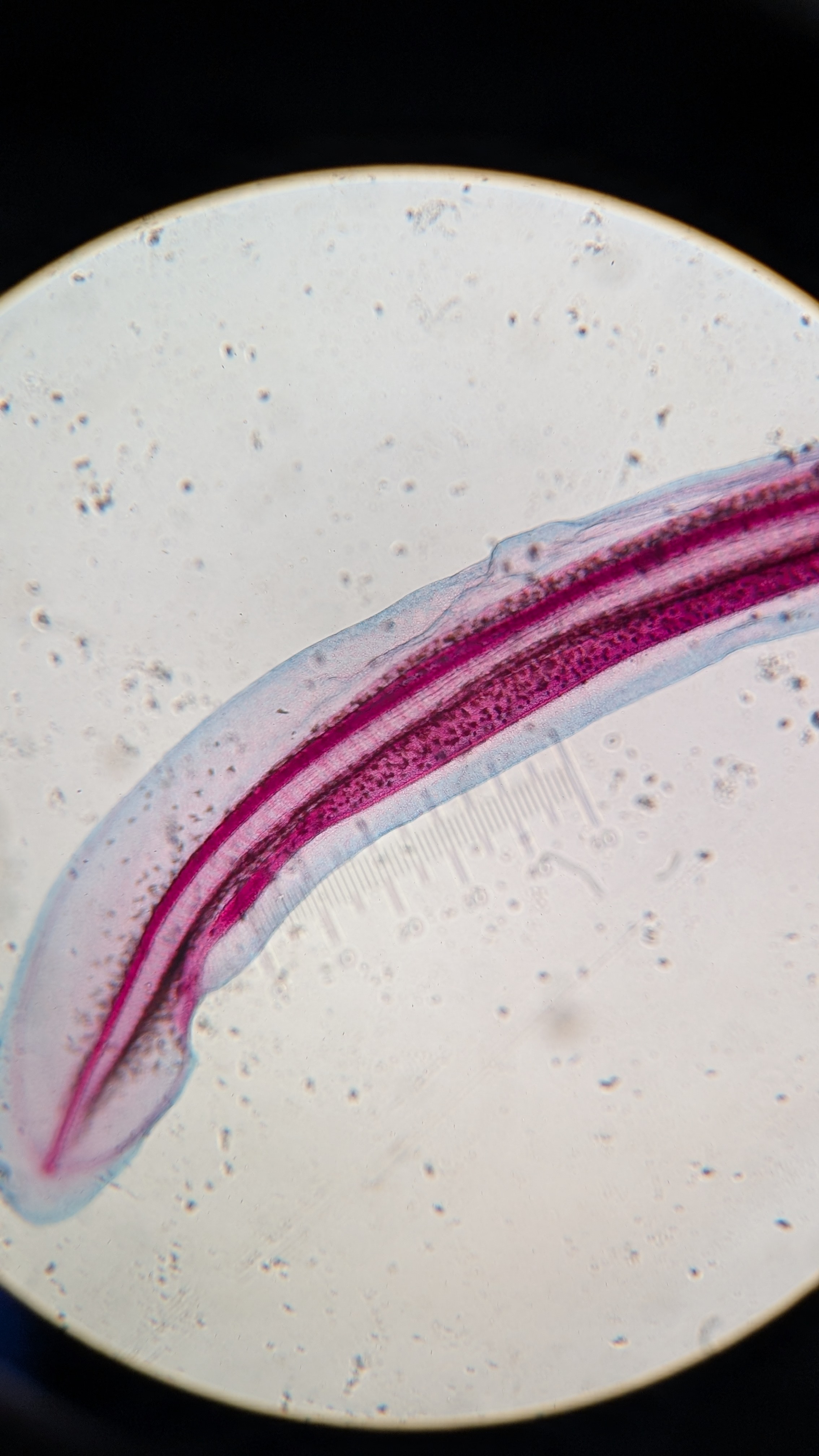 <p>Identify</p>