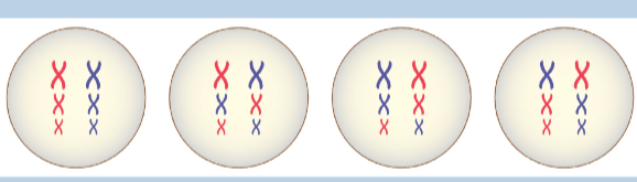<ul><li><p>homologous pairs line up randomly when split </p></li></ul><p>variation - daughter cells have different chromosome combinations of parent chromosomes </p>