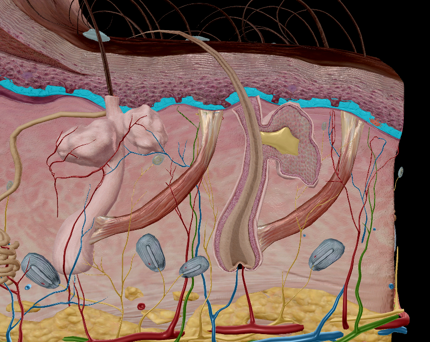 <ul><li><p><span style="background-color: transparent;"><strong>Deepest</strong> epidermal layer.</span></p></li><li><p><span style="background-color: transparent;">Single layer of cells next to the dermis.</span></p></li><li><p><span style="background-color: transparent;">Cells are usually <strong>small and dark</strong>.</span></p></li><li><p><span style="background-color: transparent;">Contains basal cells, melanocytes, and Merkel cells.</span></p></li></ul><p></p>