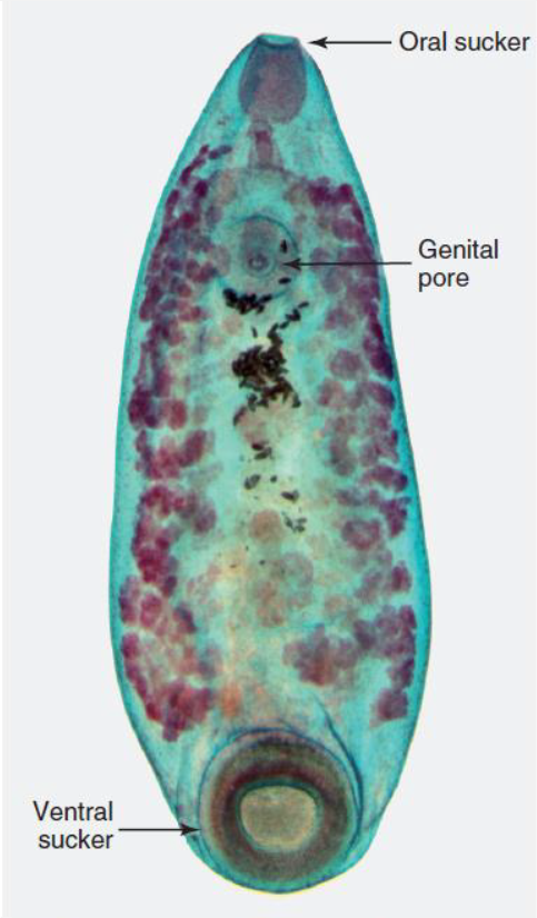 <p>Name this Trematode: Scientific and Common names</p>