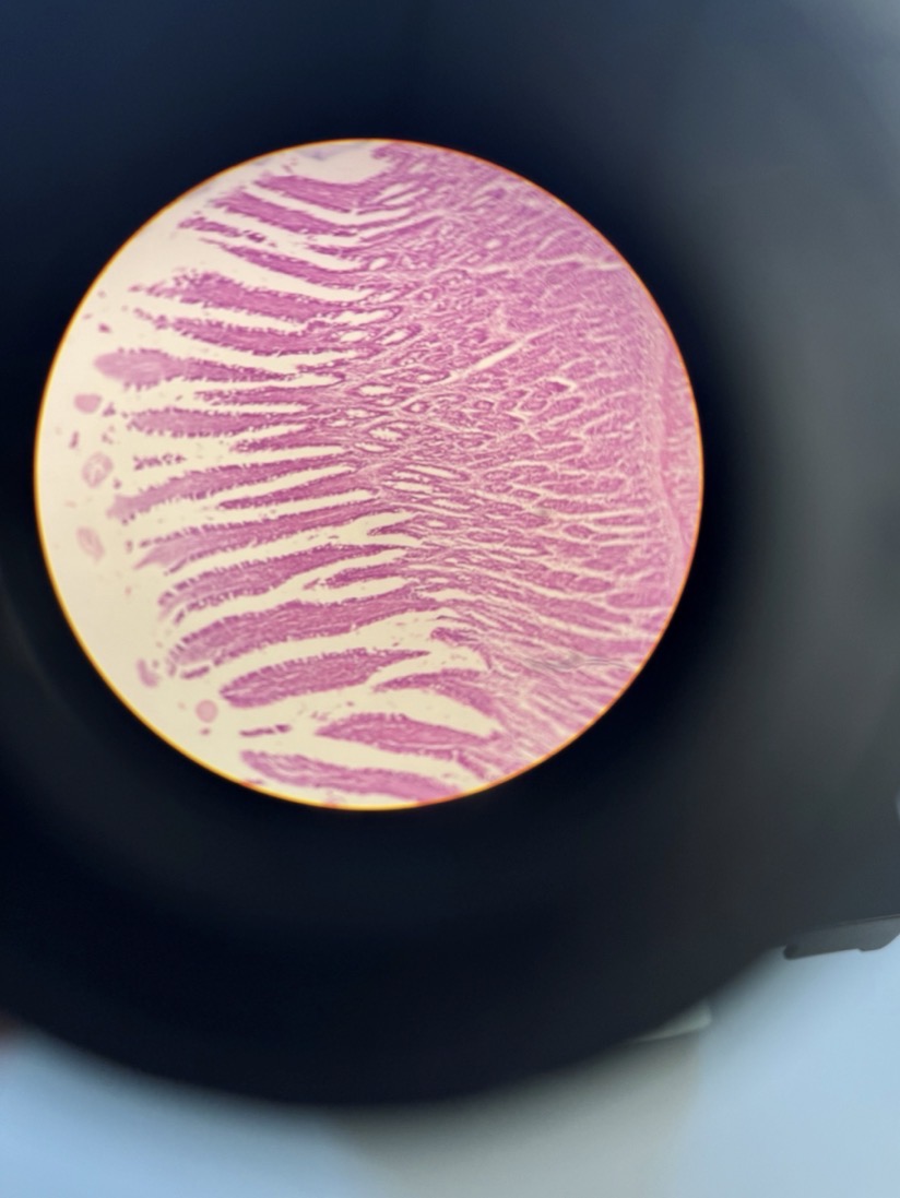 <p>What tissue is this?</p>