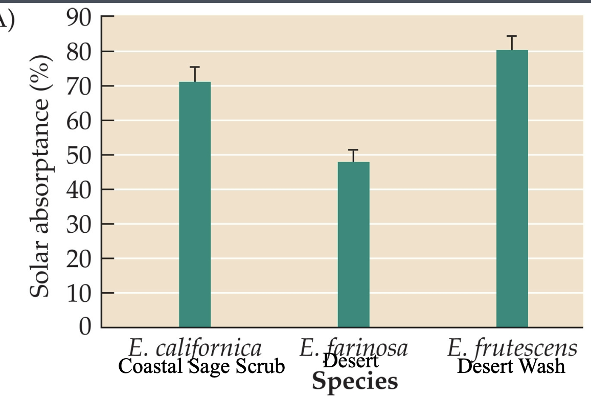 <ul><li><p>Natural selection has acted on ecotypes of <em>E. farinosa </em></p></li><li><p>in the driver environments, plants have more pubescence and absorb less solar radiation than populations in moister environments </p></li><li><p>The desert species <em>(E. farinosa)</em> also has smaller, more pubescent leaves in summer than in winter, representing acclimatization to hot summer temperatures</p></li></ul><p></p>