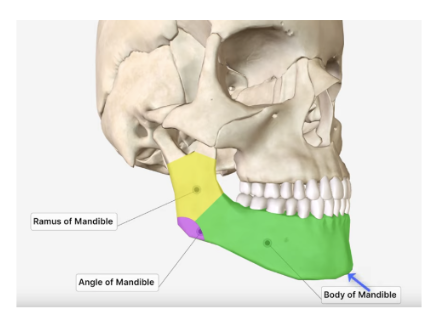 <p>horseshoe-shaped lower part, holding lower teeth </p>