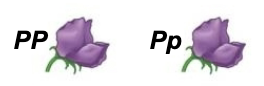 <p>Heterozygous phenotype same as that of homozygous dominant </p>