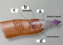 <p>what is c pointing to</p>