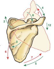<p>The scapular into the green is...</p>