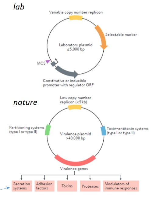 <p>= kleine, cirkelvormige stukjes DNA die losstaan van het grote bacteriële chromosoom.</p><p>Kenmerken:</p><ul><li><p><strong>Lab vs. Natuur:</strong> In het laboratorium gebruiken we kleine, kunstmatige plasmiden met een variabele <em>copy number</em> en een <em>selectable marker</em> (zoals antibioticaresistentie). In de natuur zijn plasmiden van pathogenen vaak gigantisch (>40.000 basisparen).</p></li><li><p><strong>Natuurlijke snufjes:</strong> Natuurlijke plasmiden bevatten slimme systemen, zoals <em>Toxin-antitoxin systemen</em> (die ervoor zorgen dat de bacterie het plasmid niet verliest; als hij het plasmid verliest, sterft hij door het achtergebleven toxine) en <em>partitioning systems</em> om het plasmid netjes te verdelen tijdens celdeling.</p></li><li><p><strong>Overdracht:</strong> Ze worden overgedragen via <strong>transformatie</strong> (los DNA opnemen, zie hieronder) of <strong>conjugatie</strong> (bacterieseks via een pilus).</p></li></ul><p></p>