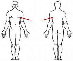 <p>armpit area</p>