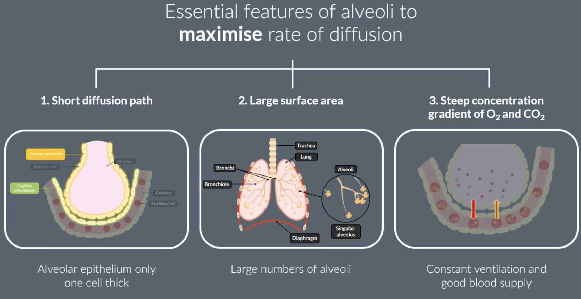 <p>gas exchange occurs in the alveoli</p><p>-short diffusion path because surrounded by a single layer of epithelial cells (alveolar epithelium). the capillaries surrounding alveoli are also surrounded by a single layer of endothelial cells (capillary endothelium)</p><p>-there is many alveoli which creates a large SA</p><p>-a steep concentration gradient of oxygen and carbon dioxide is maintained because of constant ventilation and constant blood supply</p>