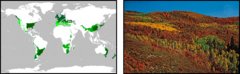 <p>Climate zones with moderate (warm) temperatures that are located between the tropics and the polar zones.</p>