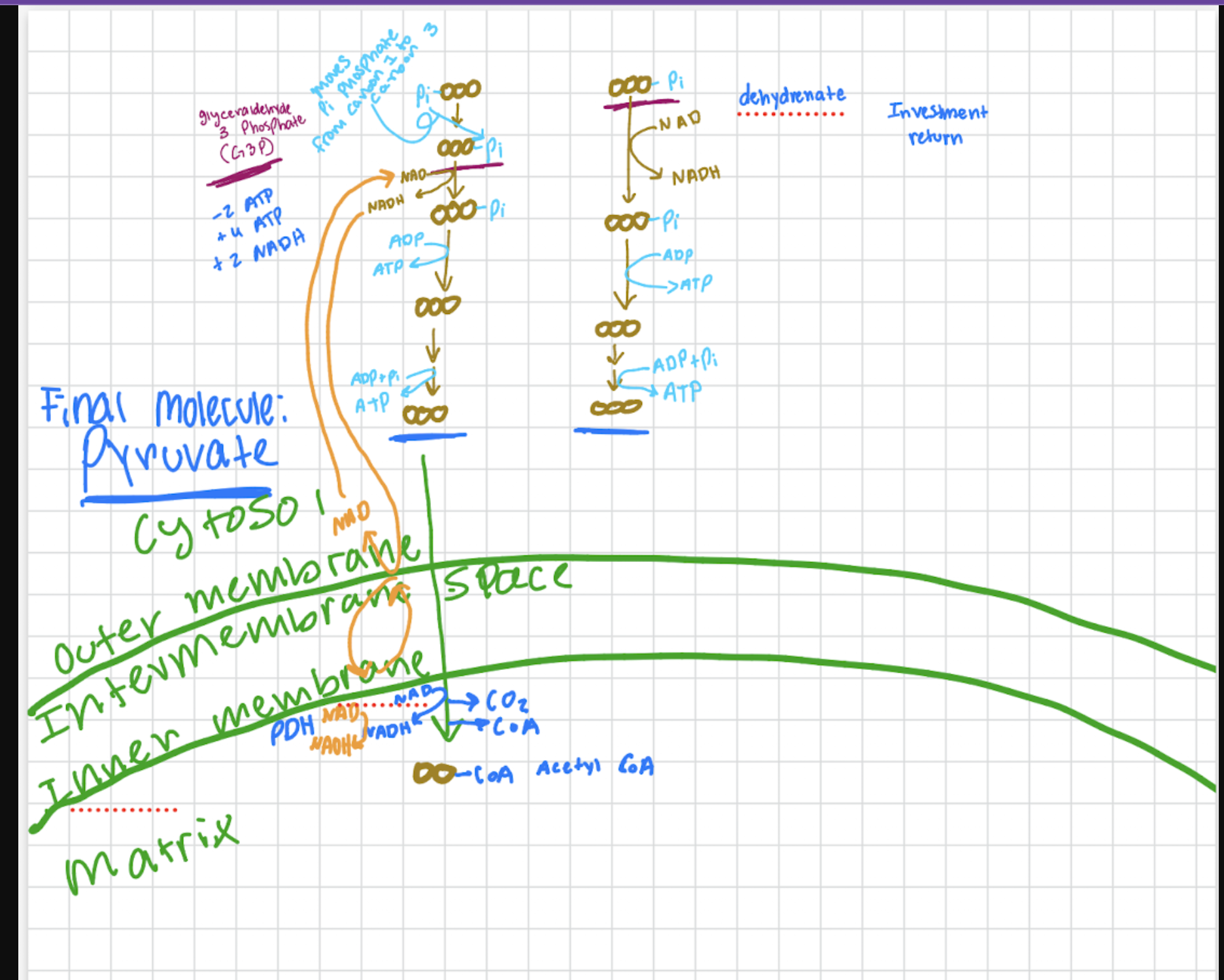 <ul><li><p>involves the mitochondria<br>- mitochondria have their own DNA, and their DNA codes for 13 mitochondrial proteins<br>- have two membranes, outer membrane and inner membrane<br>- in between the two membranes there is the inter membrane space</p></li><li><p>involves oxygen</p></li><li><p>starts with transporting pyruvate across the inter and outer membranes of the mitochondria using an enzyme called pyruvate dehydrogenase (PDH)</p></li><li><p>then we split off a carbon which produces carbon dioxide</p></li><li><p>hydrogens and electrons gets transfered and loads them into NAD which produces NADH</p></li><li><p>coenzyme A (CoA) gets added and because of this we are down to a two carbon molecule (known as an acetyl group) and attached to the acetyl group is CoA<br>- this new molecule is known as acetyl CoA</p></li><li><p><strong>THESE STEPS ARE RELATED BUT INDEPENDENT OF THE ONES ABOVE</strong></p></li><li><p>after, NADH comes down to the outer membrane from the investment return phase and the electrons and hydrogens get transferred to a new molecule</p></li><li><p>inside the mitochondria, the hydrogens and electrons get transferred onto an NAD within the matrix</p></li><li><p>this allows us free up the NAD and now the NAD can be used to pick up more hydrogens and electrons in the cytosol associated with glycolysis</p></li><li><p>this system is slower then the anaerobic system because the molecules are being transferred passed membranes</p></li><li><p>recycling NAD in the cytosol which allows for glycolysis to continue</p></li></ul><p></p>