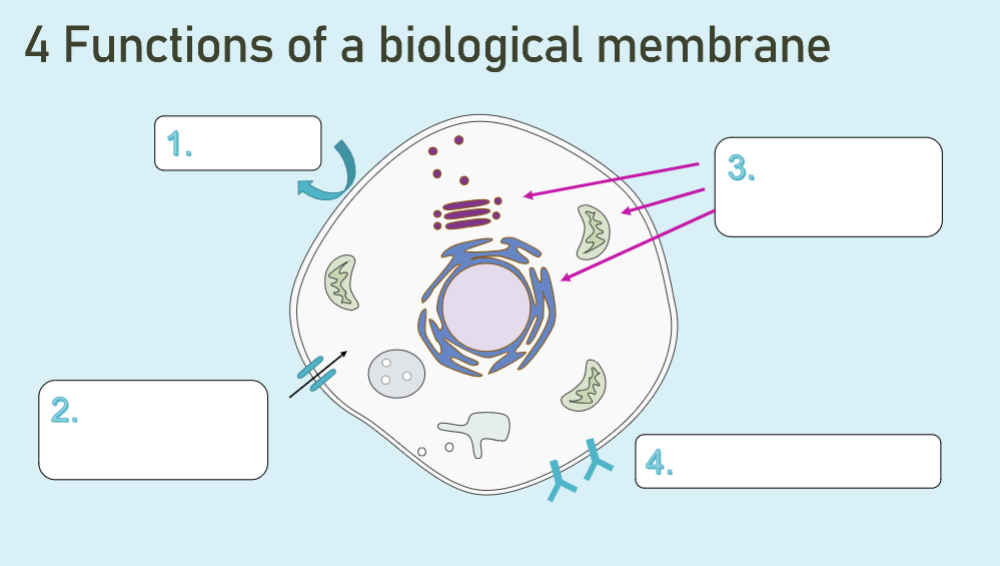 <ol><li><p>Organization</p></li><li><p>Barrier from the extracellular region</p></li><li><p>Selective Permeability</p></li><li><p>Communication</p></li></ol><p></p>