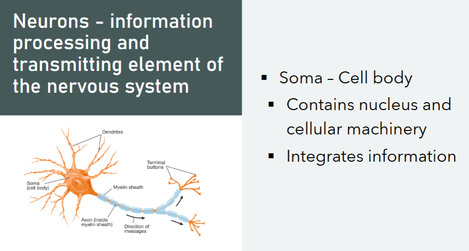 <p>Soma </p>