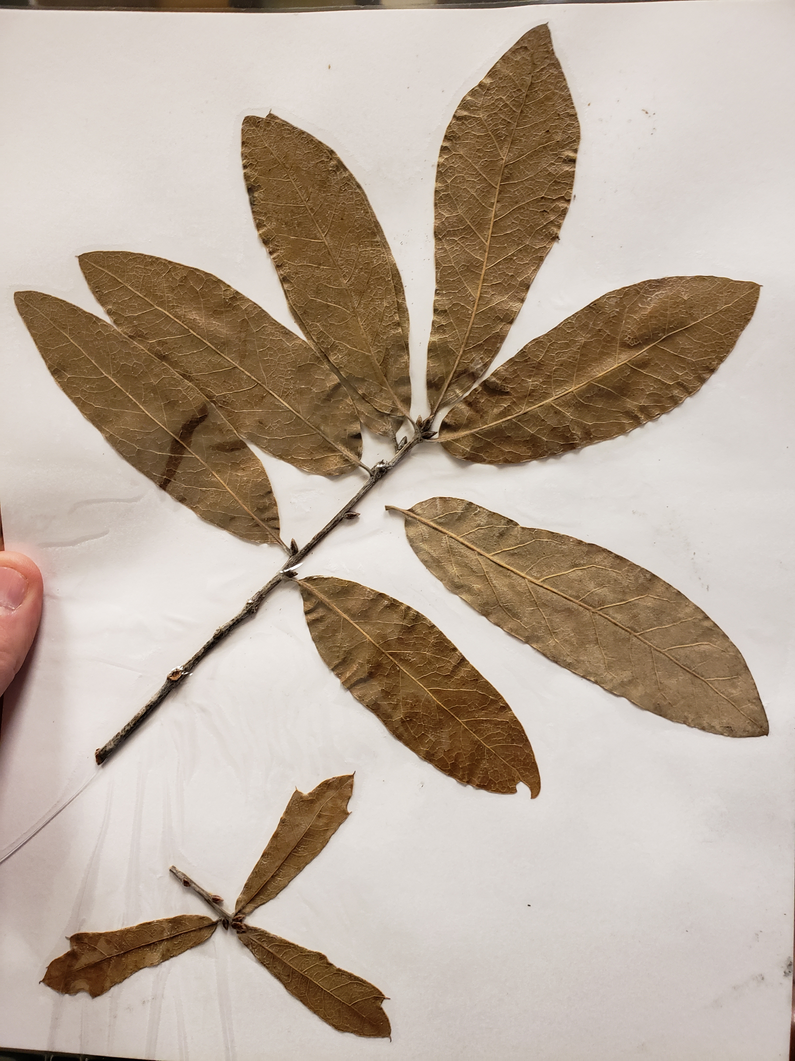 <p>What is the scientific name?</p>