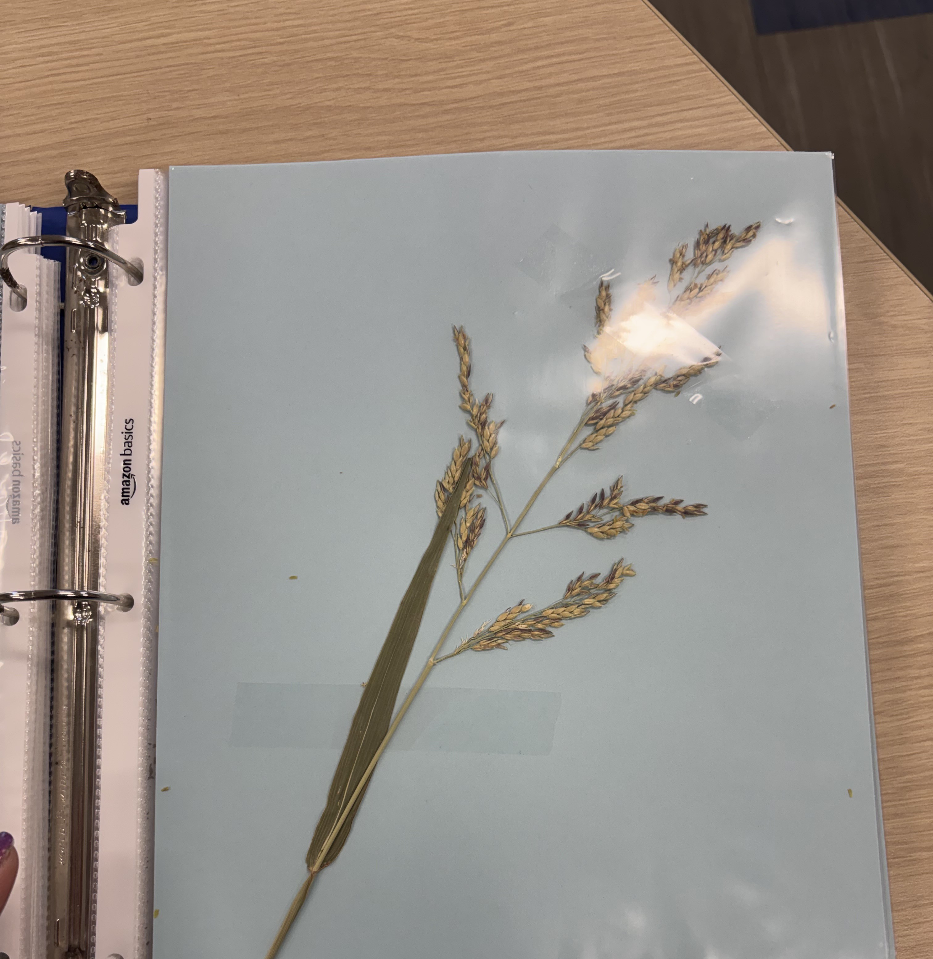 <p>Johnsongrass</p>