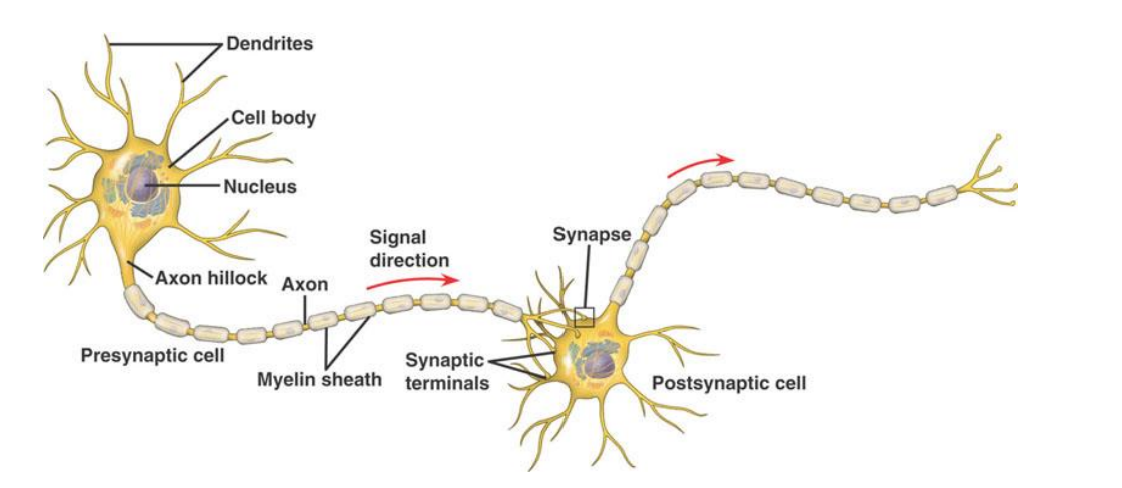 <ul><li><p>cell body (like other cells)</p><ul><li><p>also called the Soma</p></li></ul></li><li><p>Dendrites (dendritic tree)</p></li><li><p>Axon</p></li><li><p>Cytoplasm</p><ul><li><p>Ions: e.g., NA+, K+, CA2+, CL- and</p></li><li><p>Molecules such as protein</p></li></ul></li></ul><p></p>