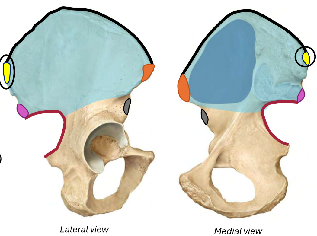 term image