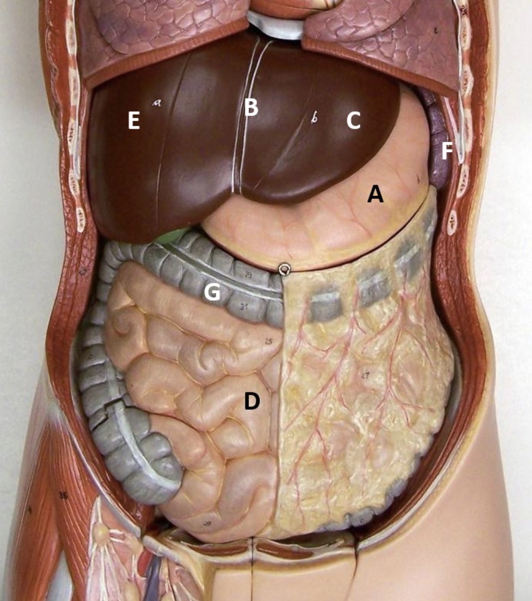 <p>D</p>