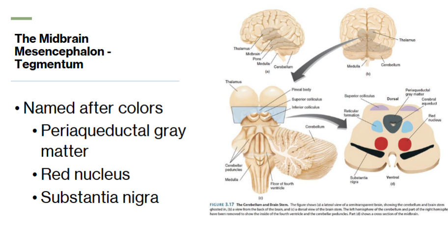 <p>Tegmentum in the midbrain</p><p></p><p><strong>red nucleus</strong> (coordinates body movements), <strong>periaqueductal gray</strong> (blocks pain), <strong>reticular formation</strong> (controls sleep and wake cycles), and <strong>substantia nigra</strong> (uses dopamine to smooth out movements</p>