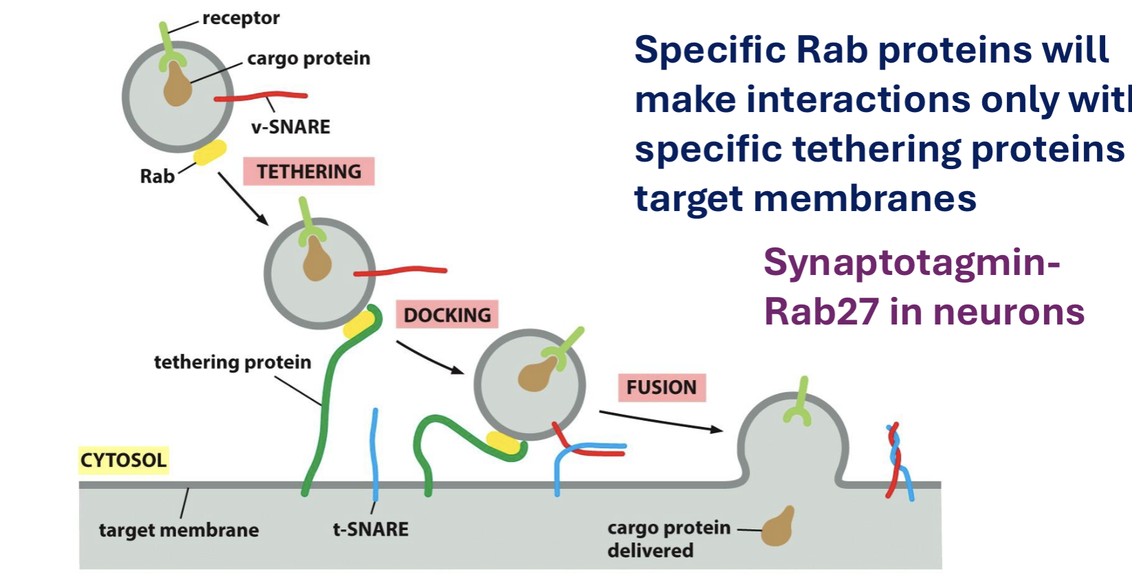 <p>what helps direct transport vesicles to target membranes?</p>