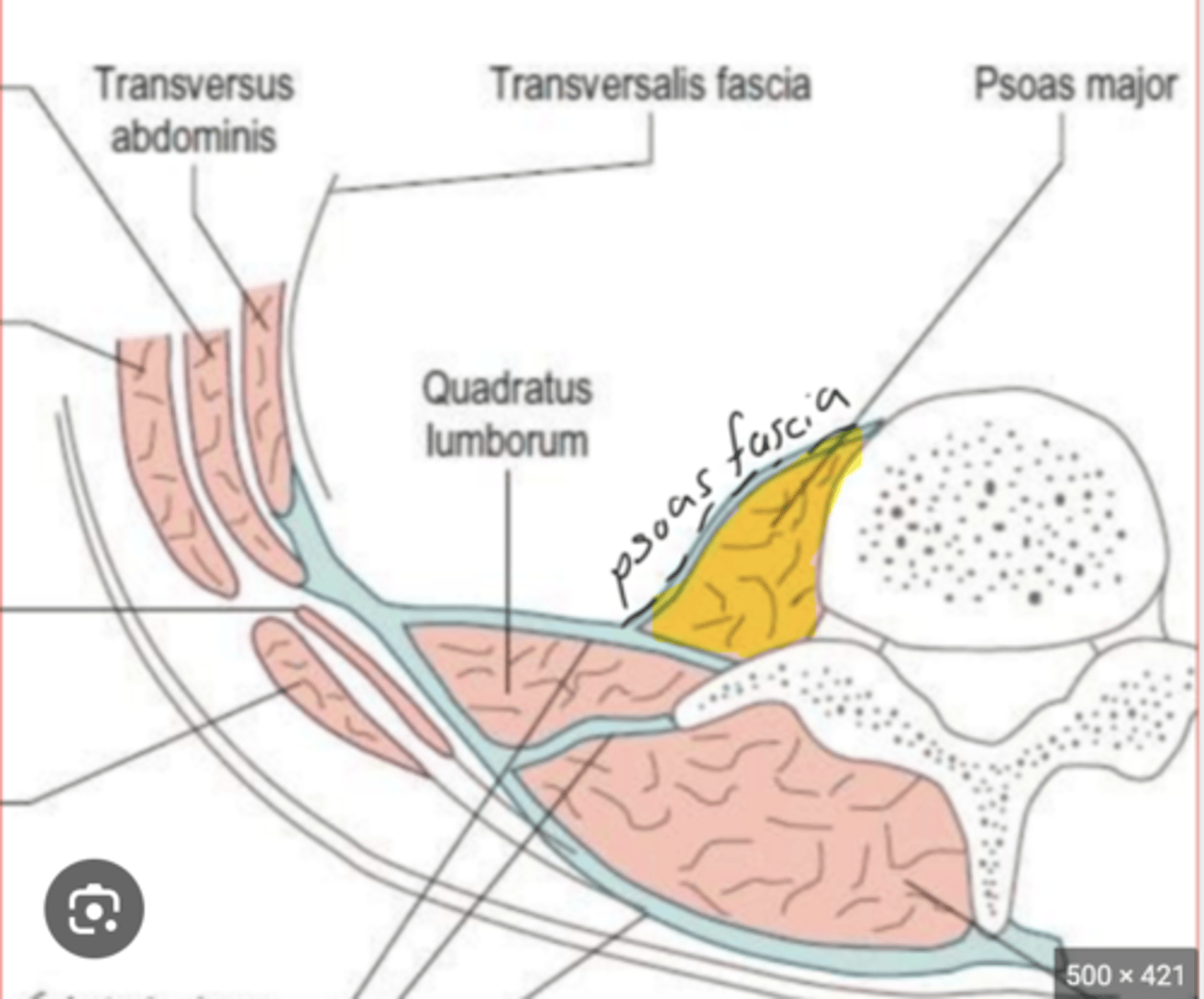<p>what does the psoas fascia of the posterior abdominal wall surround? what is it attached medially to? </p>