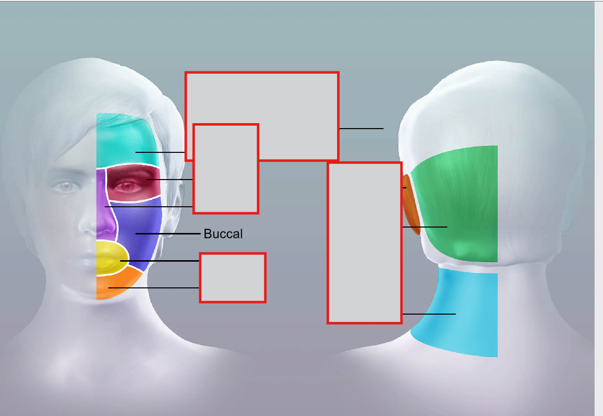 <p>buccal</p>