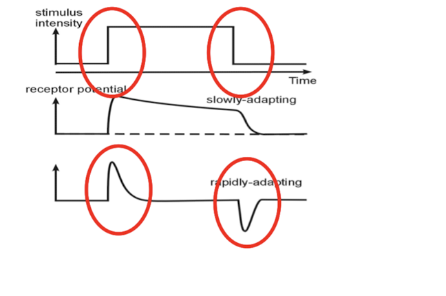 <p><em>removing stimulus : response in opposite direction = _______</em></p>