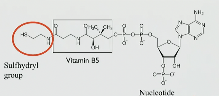 <p>sulfhydryl group (HS-N H) vitamin B5 and a nucleotide </p>