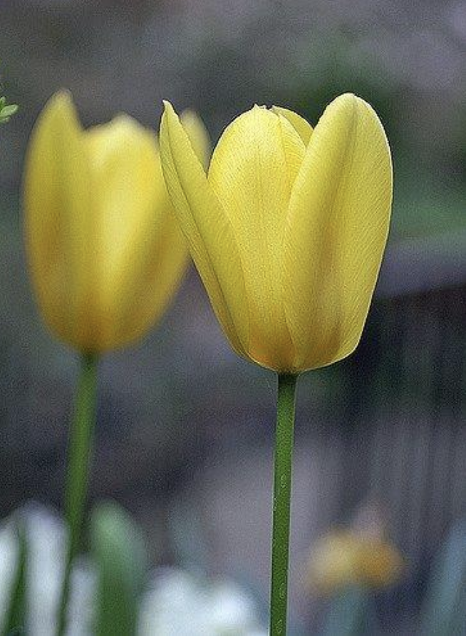 <p>most common<br>undulate leaves<br>1 cupped flower</p>