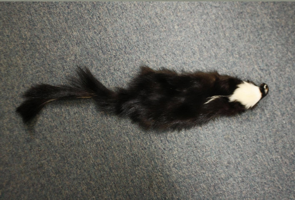 <p>Identify this fur</p>