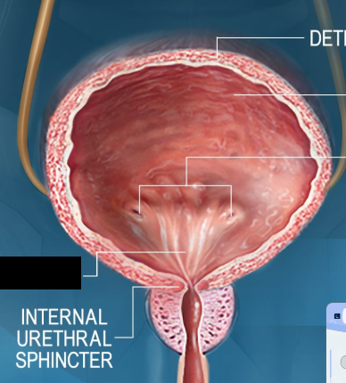 <p><span style="background-color: transparent;">The area on the inside of the bladder between the two ureter connections and the urethra.</span></p>