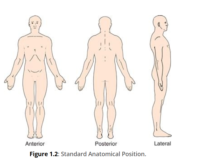 <p>Standard Anatomical Position</p>