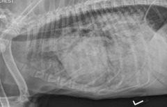<p>What problem does acromegaly have the ability to cause on the animal body?</p>