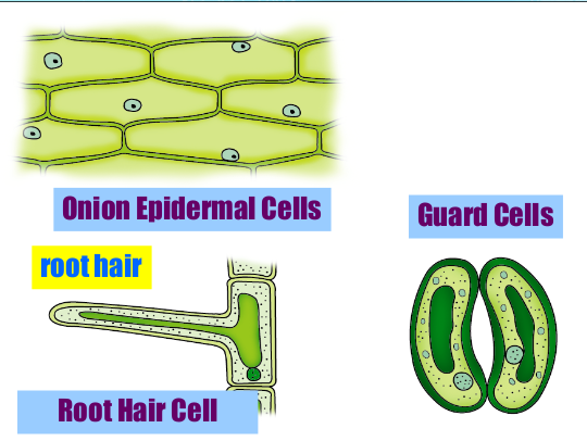 <p>Kinds of Plant Cells</p>