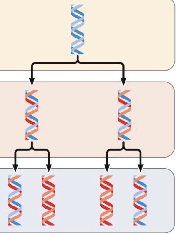 <p> Newly replicated DNA will include 1 of the original strands</p>