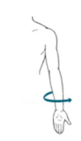 <p>transverse plane movement</p>