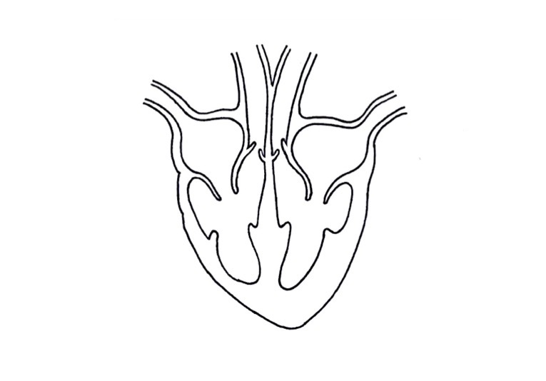 <p>Is this diagram an example of a tissue, organ or organ system?</p>