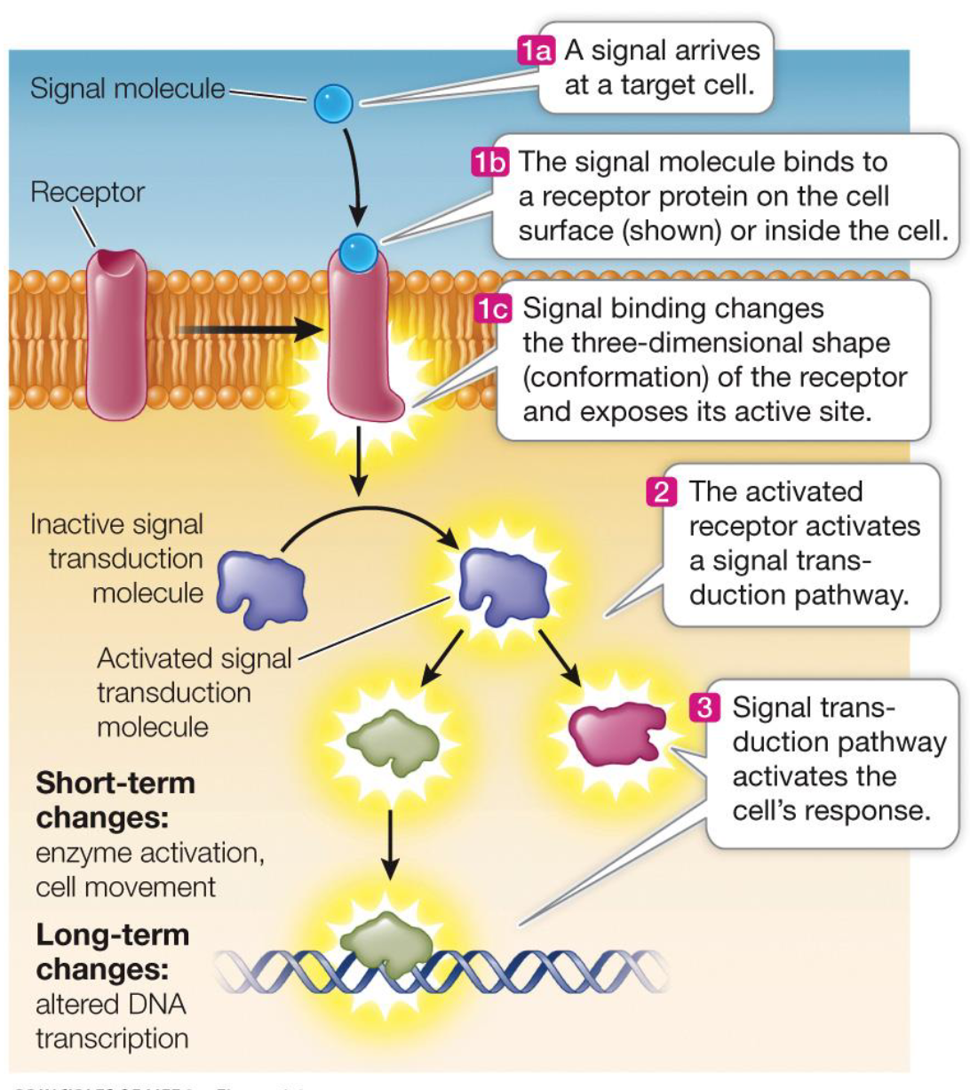 <ul><li><p>Components: Signal and Receptor</p></li><li><p><strong>Reception:</strong> Ligand binds to a receptor, causing a conformational change.</p></li><li><p><strong>Transduction:</strong> The signal is relayed through the cell via second messengers or protein cascades (e.g., phosphorylation).</p></li><li><p><strong>Response:</strong> The final cellular activity occurs (e.g., gene expression, enzyme activation, or movement).</p><ul><li><p>Initiated by receptor</p></li><li><p>Transduced and amplified by other cellular molecules</p></li><li><p><strong>Ultimately causes change in target cell</strong></p></li></ul></li></ul><p></p>