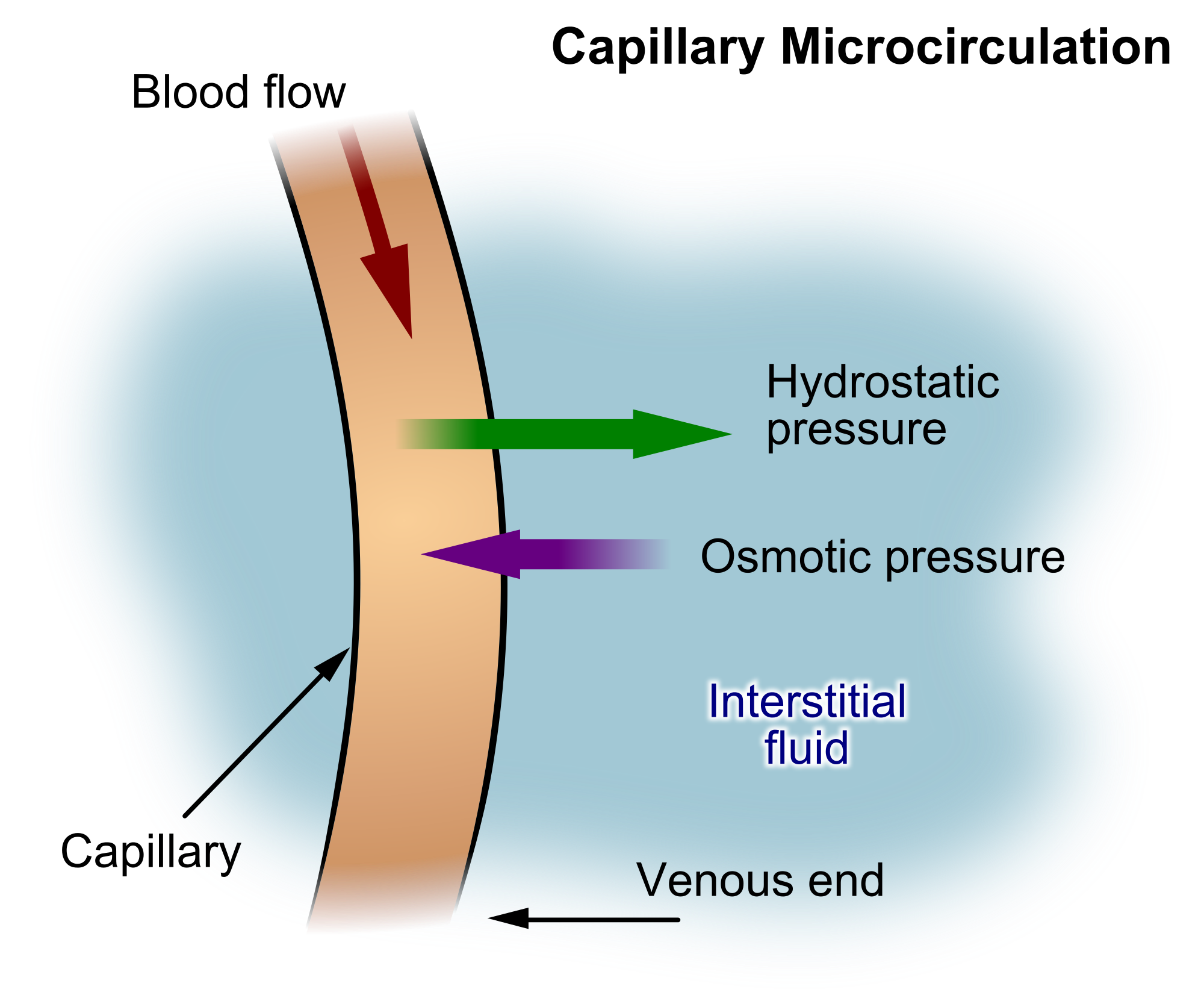 <p>Oncotic pressure</p>